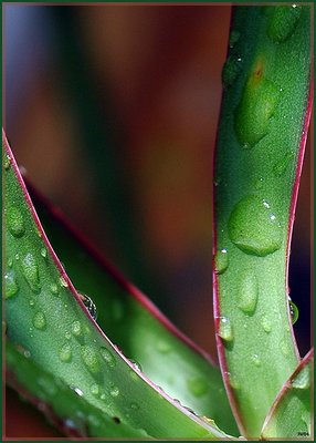 FIRST RAIN