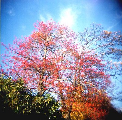 Autumn colours by Holga