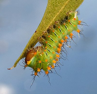 caterpillar 000