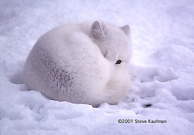 Arctic Fox