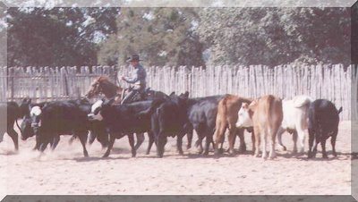 Cutting Horse Training 2