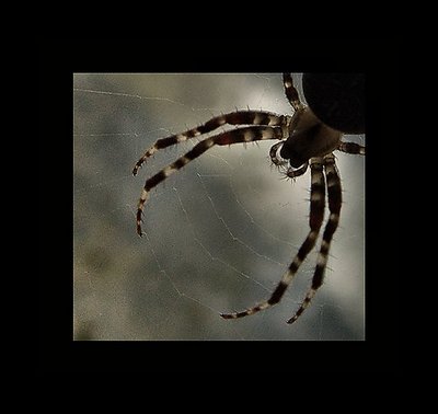 Into the Spider's world#10