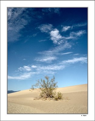 Desert Solitude