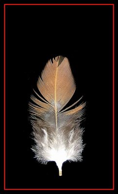 Feather