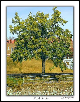 Roadside Tree