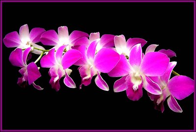 Orchid lovers for u 