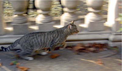 running cat