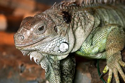 Iguana