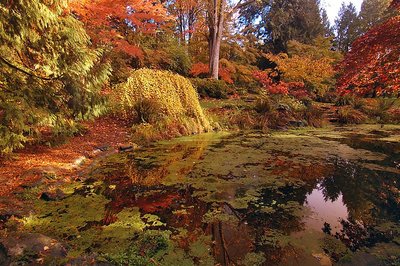 A Magical Pond