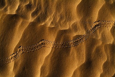 Tracks in the desert