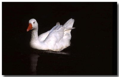 Snow Goose