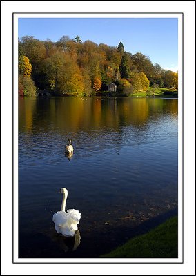 Do the swans know it's autumn?