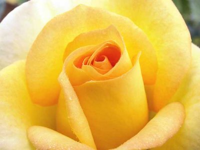 Yellow Rose