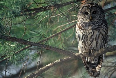 Barred Owl