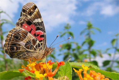 Butterfly and Lantana