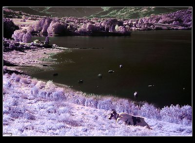 cow in infrared
