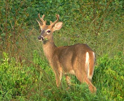 Baby Buck