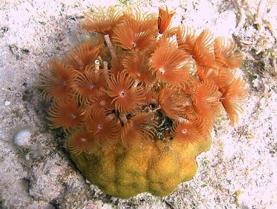 Underwater bouquet