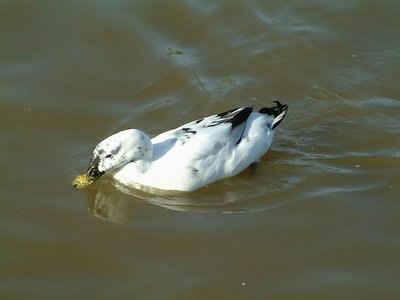 Swimming duck