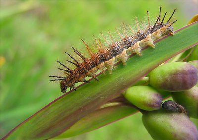 Caterpillar