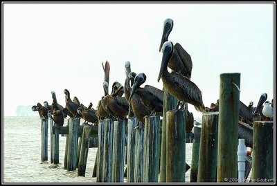 Pelican Party