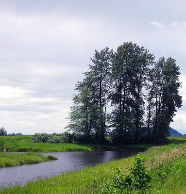 Three Trees