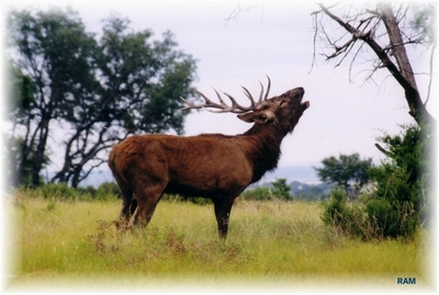 ELK 1