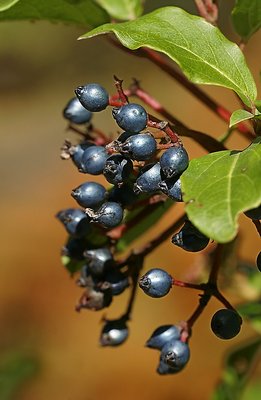 Berries