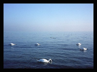 Diving Swans