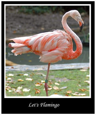 Let's Flamingo