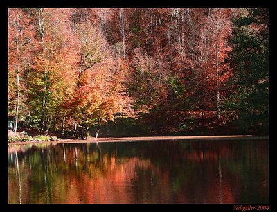 reflection 