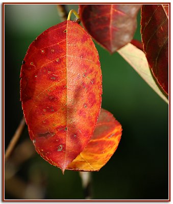 Autumn Leaf