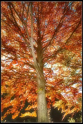 Under the tree ...