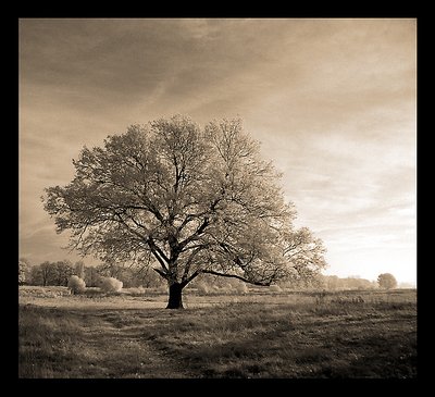 [ Landscape ] 
