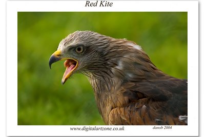 Red kite