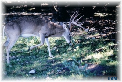 White Tail 2