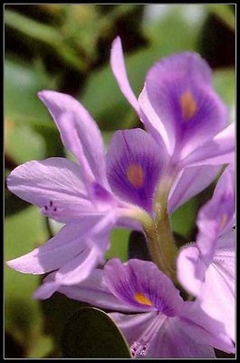 Water hyacinth flower [Hoa Bèo]