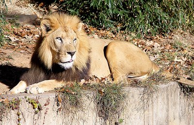 Zoo Lion in Velvia