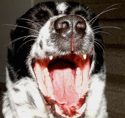 Say Ahhhhh