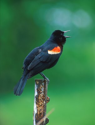 Redwinged Blackbird