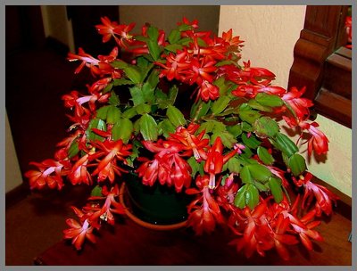 Halloween/Christmas Cactus