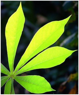 Tapioca Leaves