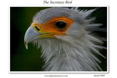 The Secretary Bird