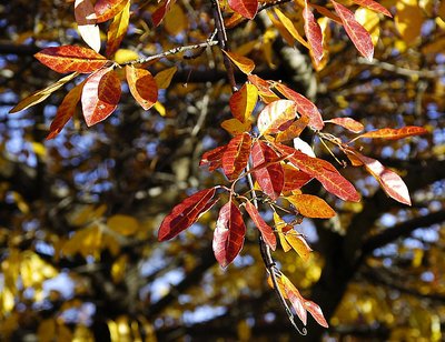 Autumn leaves for my 'Friends'