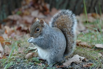 Squirrel Eating Cheerios