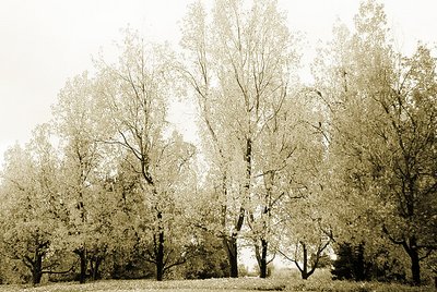 IR Seven Trees