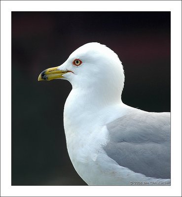 Gull Portrait