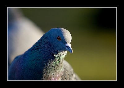 Pigeon 1