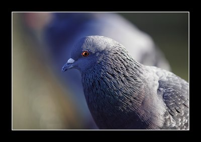 Pigeon 2