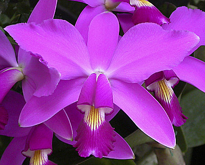 Purple Orchid